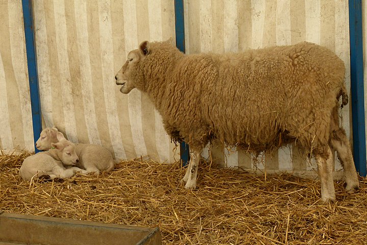 Spring lambs