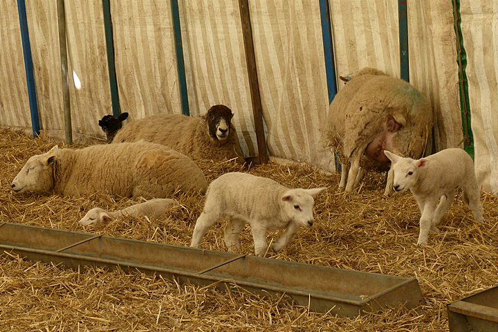 Spring lambs