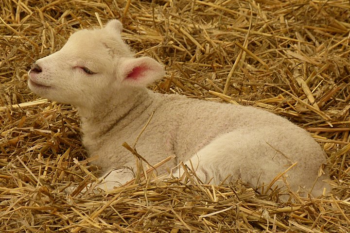 Spring lamb