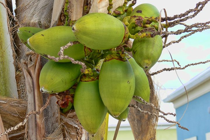 coconuts