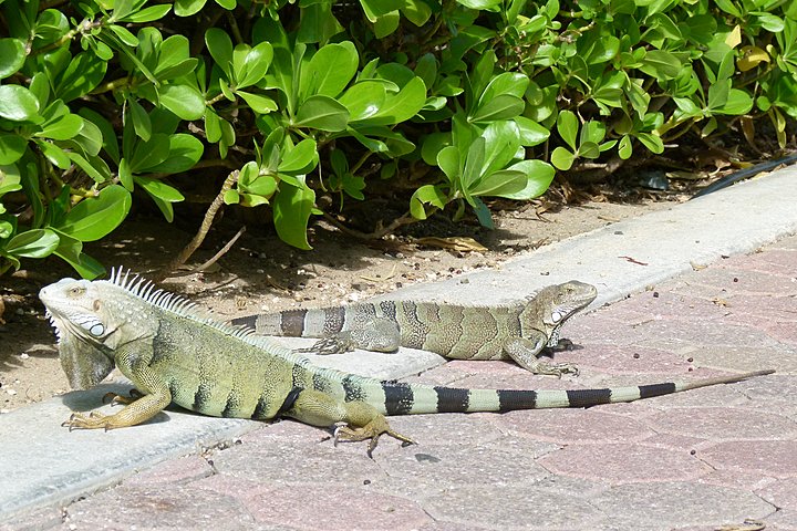 iguanas