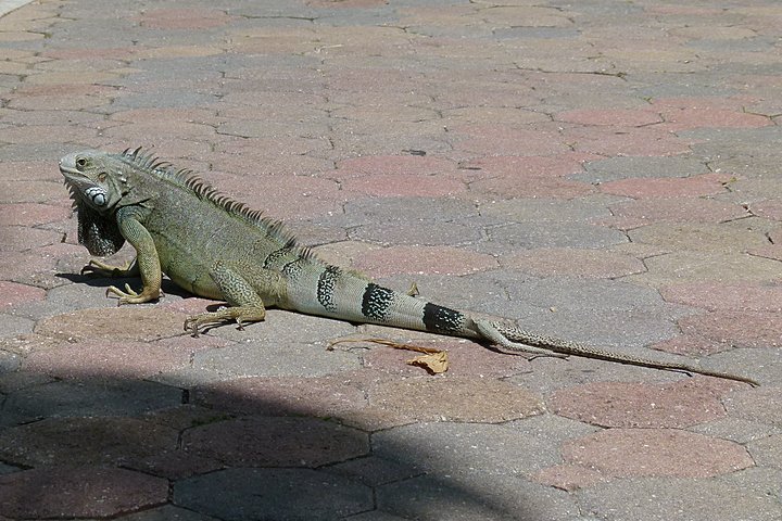 Iguana