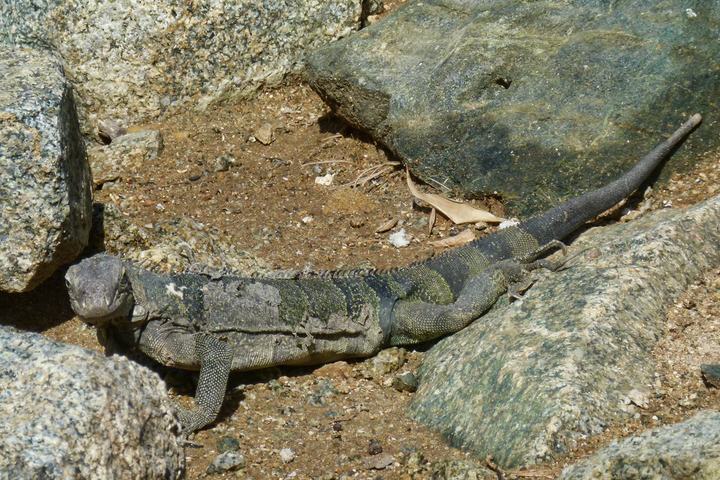 Aruba iguana