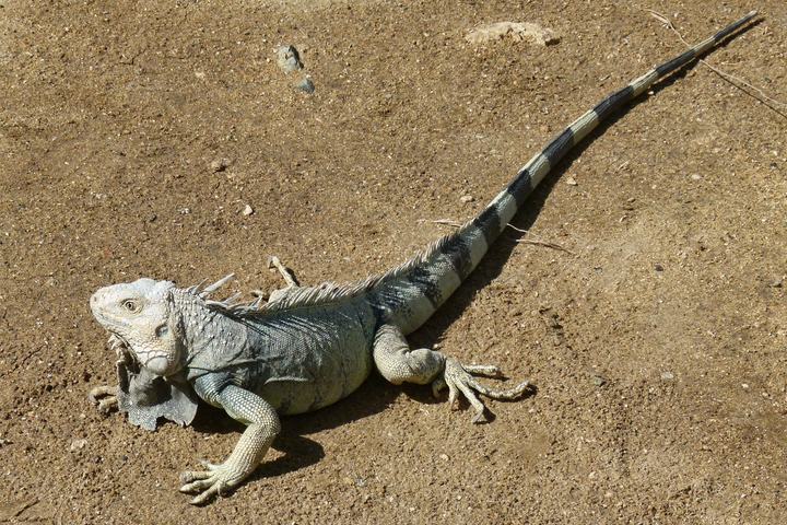 Aruba iguana