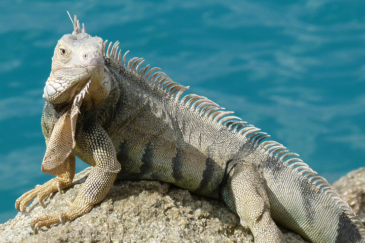 Iguana