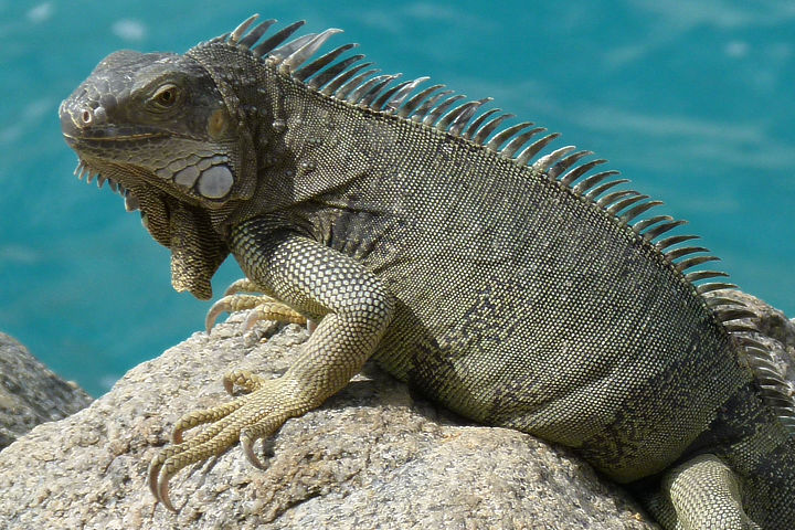 Iguana