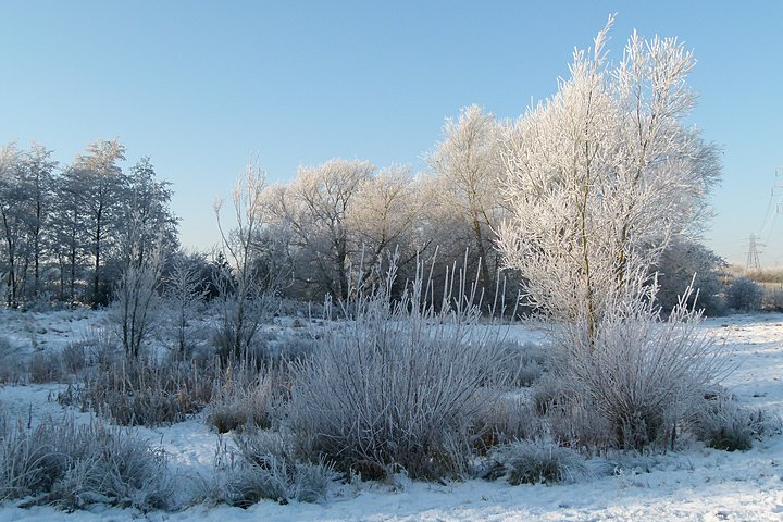 frost